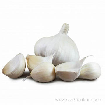 Garlic Farm Supply White Garlic Price